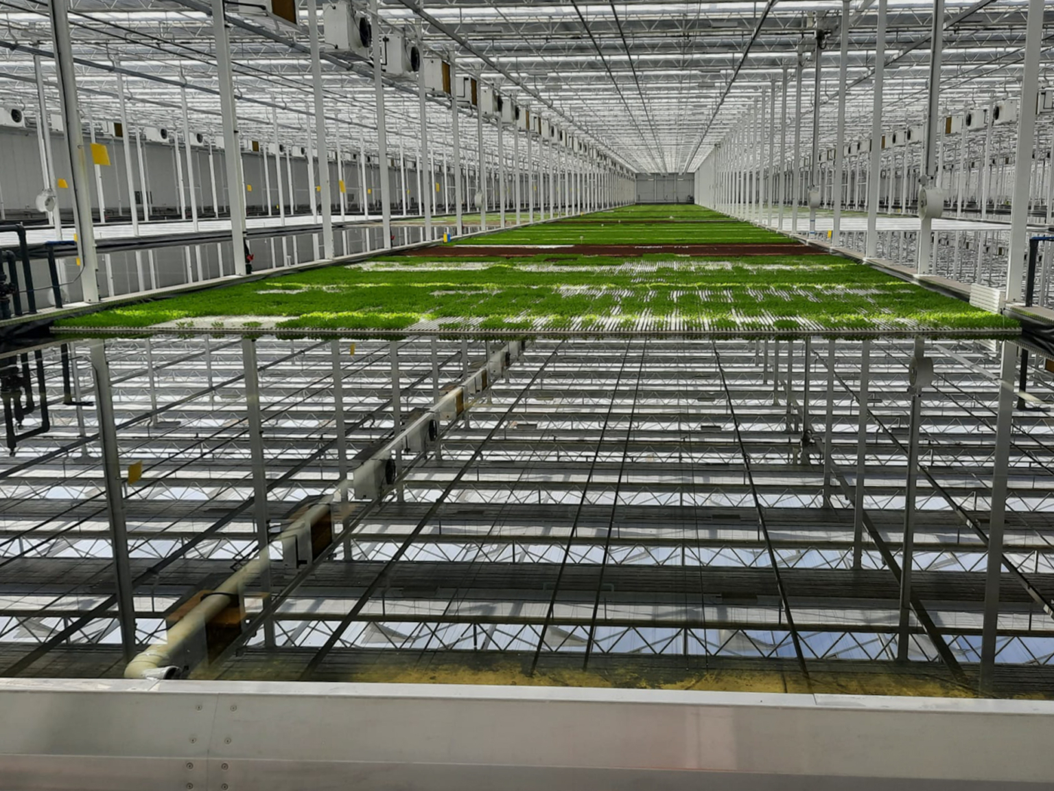 Hydroponikbecken gefüllt mit Salat und Wasser