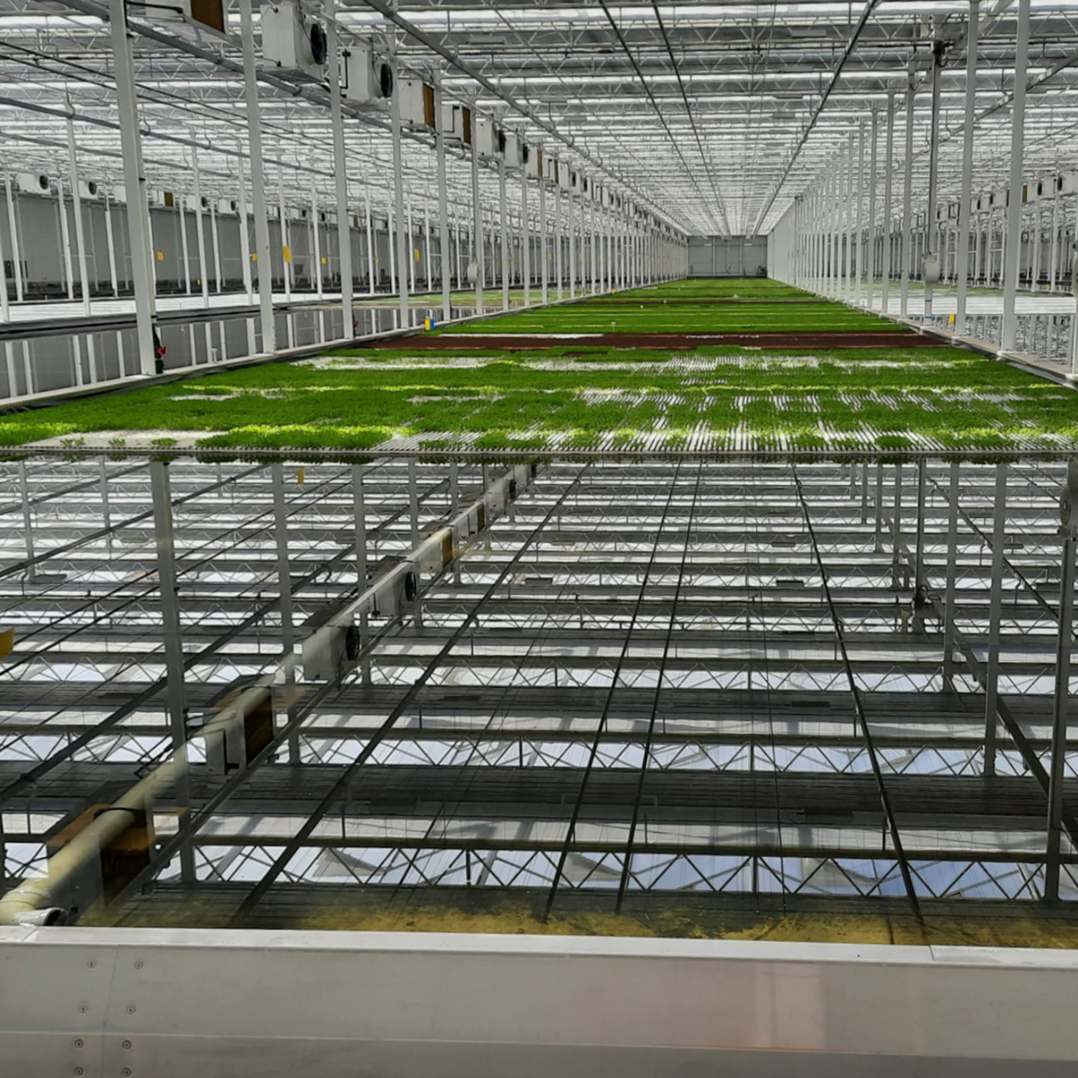 Hydroponics bak gevuld met sla en water