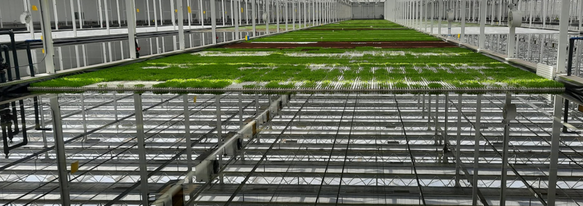 Hydroponikbecken gefüllt mit Salat und Wasser