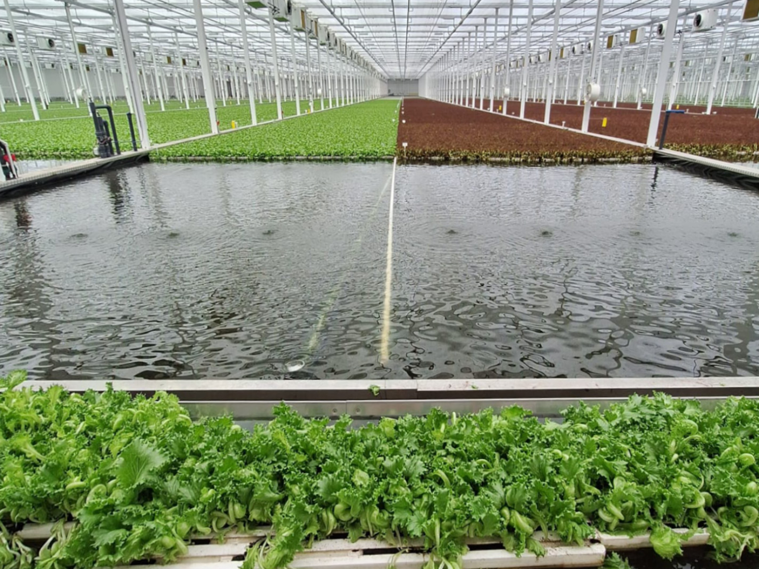 Hydroponics met groene en rode sla