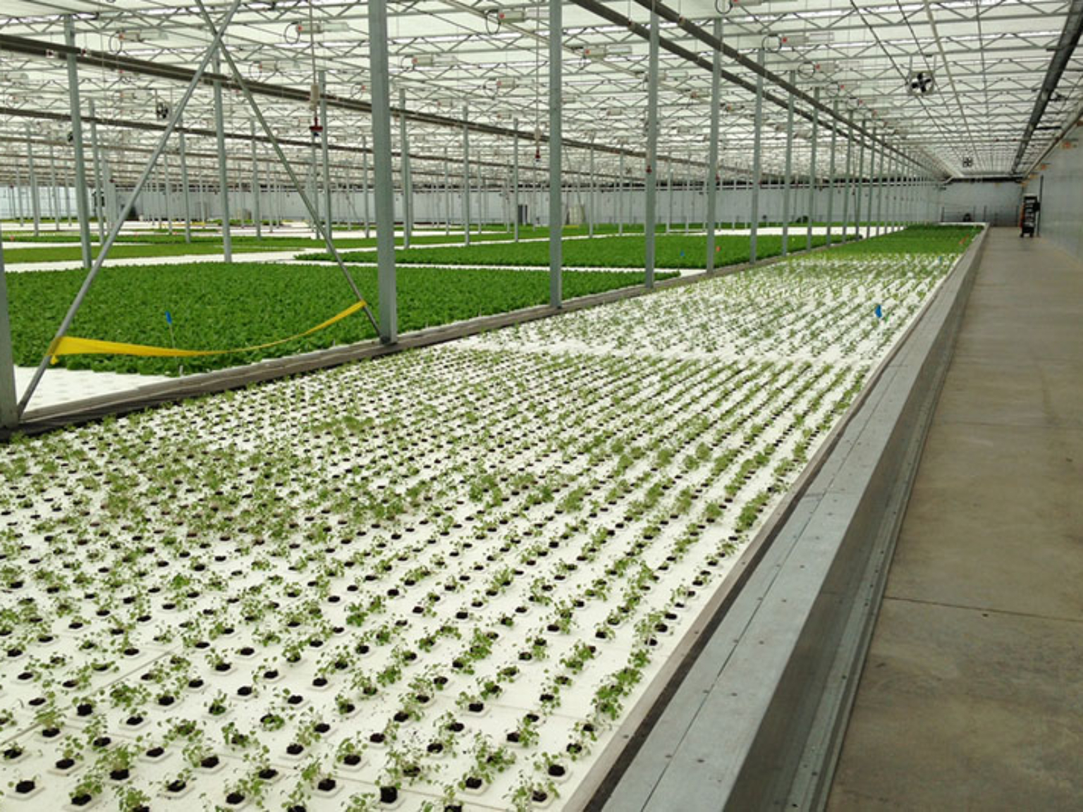 Hydroponics in a greenhouse