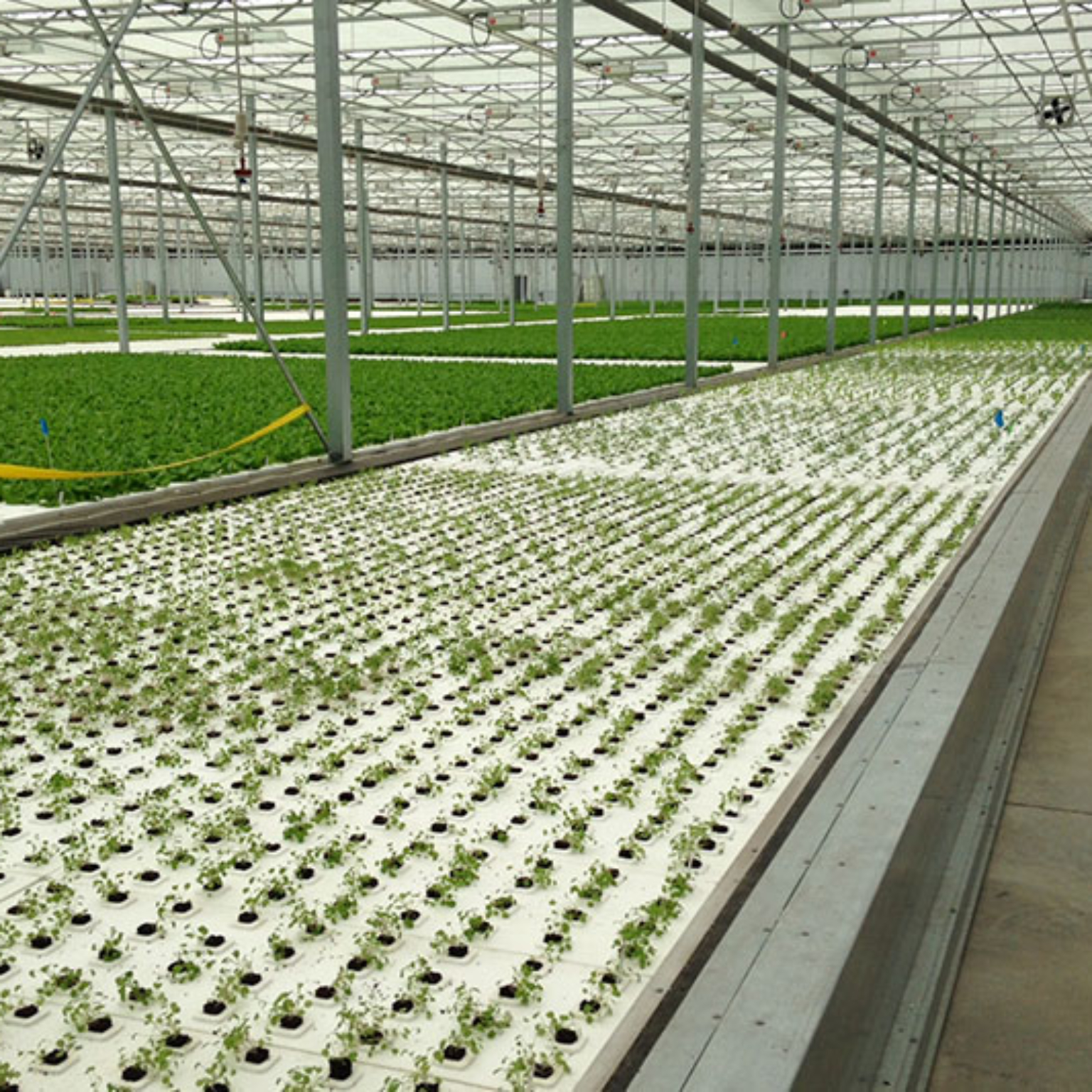 Hydroponics in a greenhouse