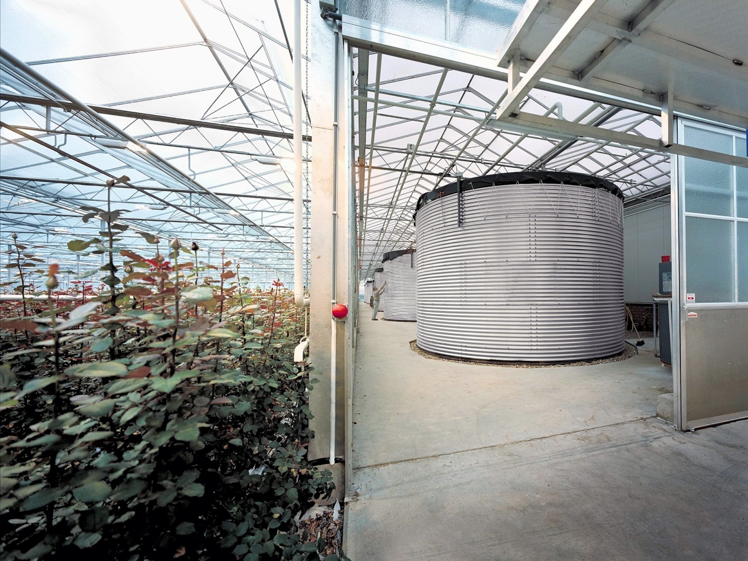 Wassersilo in einem Gewächshaus mit Rosen