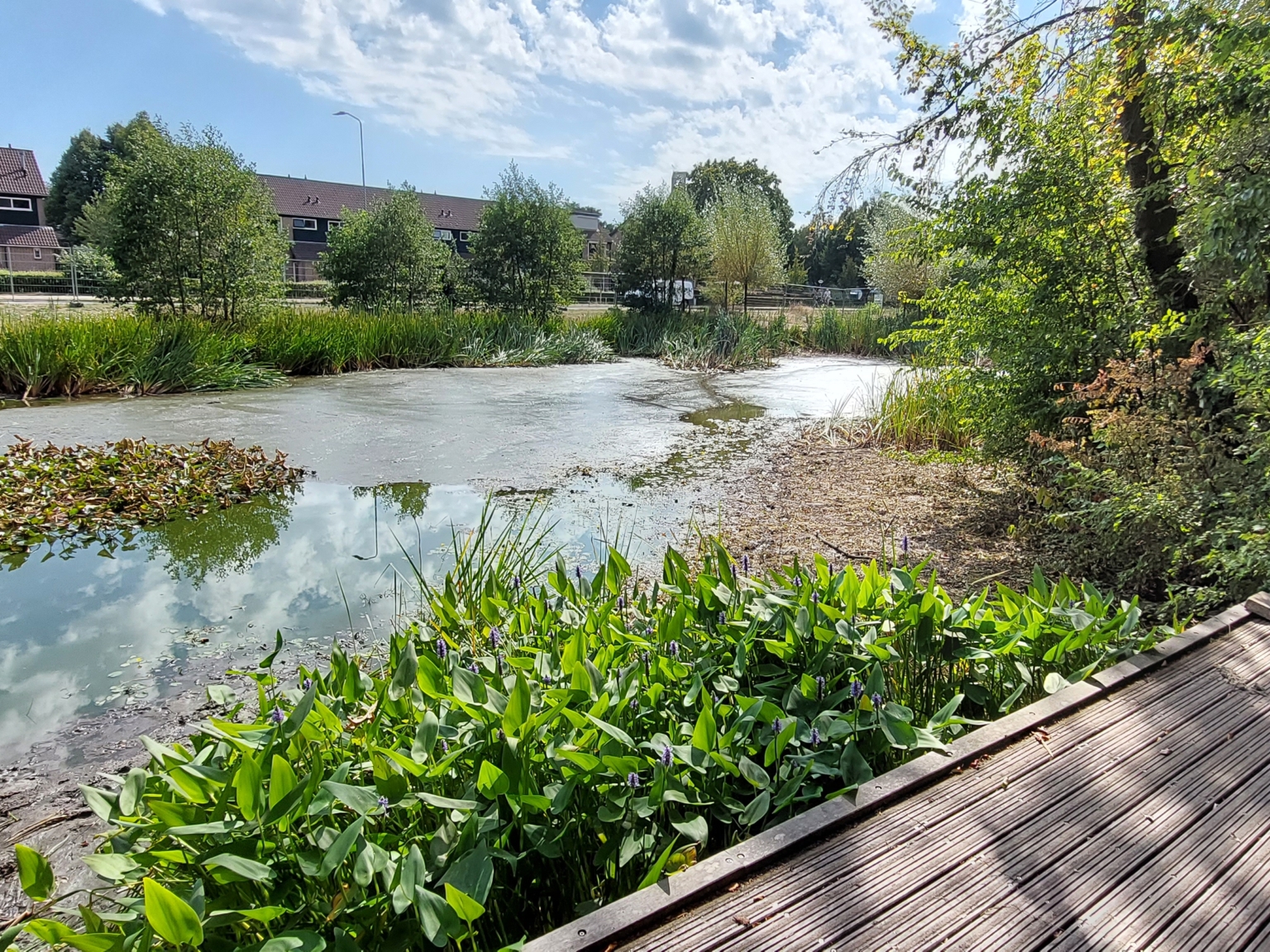 Pond in Ermelo