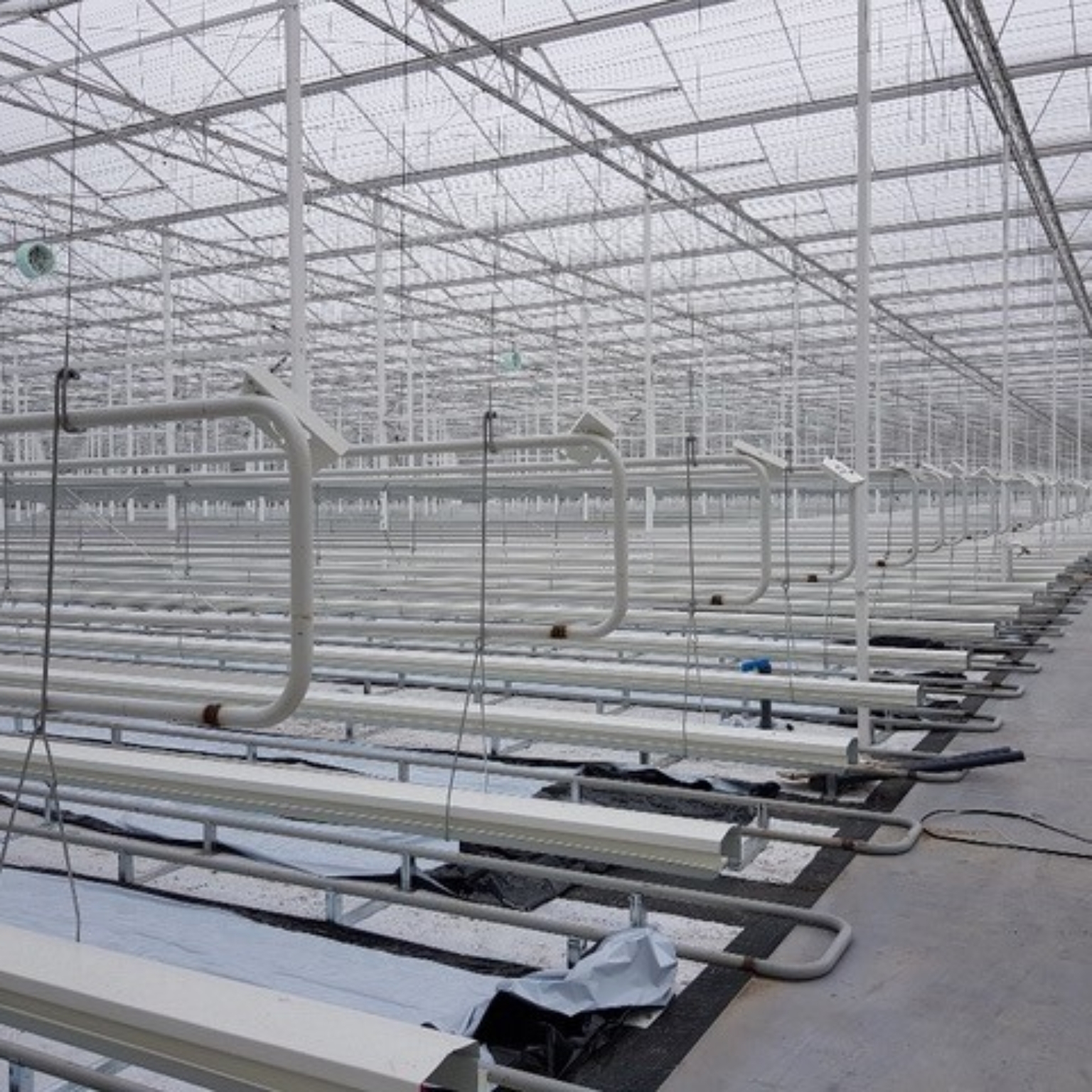 Greenhouse of Duijvestijn Tomatoes