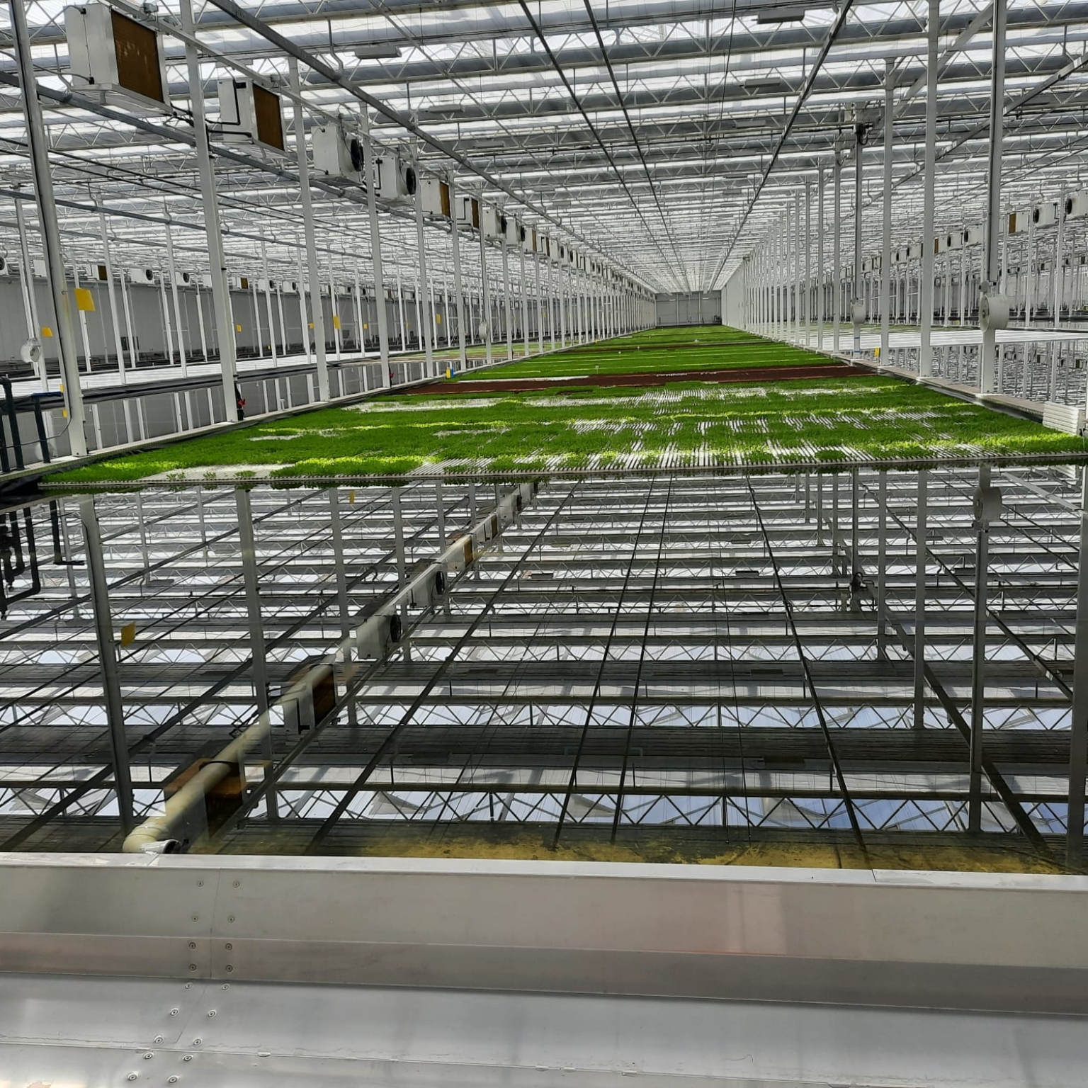 Hydroponics with lettuce sprouts